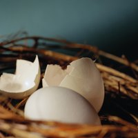 There are a number of reasons a lovebird might abandon her nest