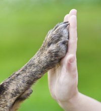 Dog paws are made for much more than walking.