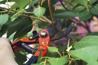 Regular pruning keeps rangy golden smokebush from growing too aggressively.