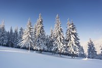 Snow-covered spruce trees on a mountain slope.