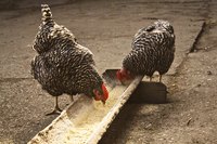 Two chickens eating from a feeding trough.