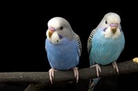 Unlike their wild counterparts, domestic budgies appear in a variety of colors.