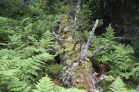 The sexual stage of fern reproduction usually requires the conditions in rainforests and woodlands.