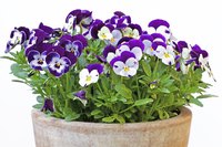 Pansy flowers are either single colors, such as purple or yellow, or multiple colors.