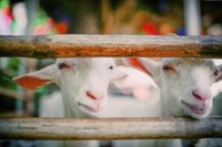 Try to have someone else on hand when tubing a goat with mineral oil.