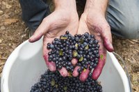 A single rabbiteye blueberry bush can produce 25 pounds of blueberries per year.