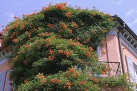 Brilliant, lush trumpet vines are native to the southeastern U.S.