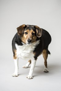 Homemade, low-cal treats satisfy your dog's cravings without adding pounds.