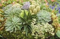 A variety of succulents growing together in a large pot.