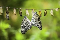 Starting a butterfly farm can be a lot of fun.