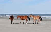 Cumberland Island National Seashore is home to a herd of wild horses.