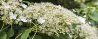 Climbing hydrangea is part of the Hydrangeaceae family.