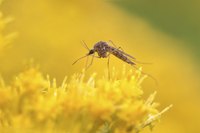 Only exterminate mosquitoes if they pose a significant problem.