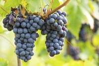 You don't have to juice a Concord grape cluster.
