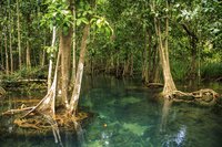 Old mangrove trees growing in Thailand.