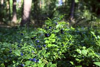 Growing blueberries in Missouri soil is a challenge.
