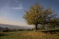 An apple tree in an autumn meadow.