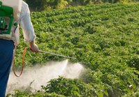 Man spraying a garden.