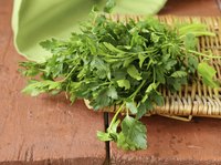 Fresh parsley on a table.