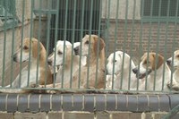 Remove any animals from the outside area before starting to disinfect.