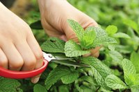 A gardener trims a mint plant.