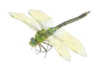 Dragonfly costumes should draw inspiration from this beautiful insect.