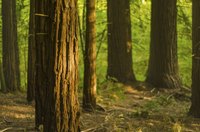 Image of a Redwood forest.
