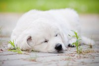 Azathioprine can cause lethargy.