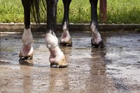 Close-up of horse hooves.