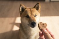 A snack between meals can help keep a dog's glucose level from becoming too low.