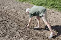 Strings make ideal guide lines for your furrows.