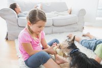 A dog is chewing on a bone.