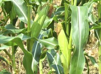 Planting corn in blocks facilitates pollination.