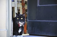 Black cat in doorway