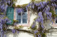 Wisteria vine growing up the side of a house.