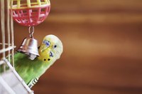 Close-up of parakeet ringing toy bell in cage.