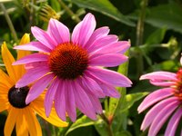 Purple coneflowers growing in the garden.