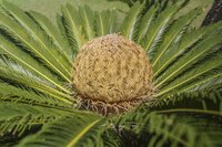 Many cycads develop showy cones at their centers.