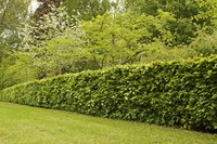 Hedge growing in backyard.