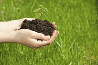 Handful of fertilizer over grass