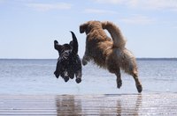Some dogs take to dock diving with relative ease.