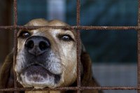 A dog at a shelter.