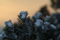 Blue spruces can live for hundreds of years.