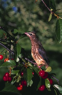 Wild cherries, like their cultivated cousins, are popular with birds.