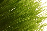 Annual ryegrass germinates fast, making it great for a quick fix.