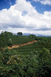 Brazil is the largest grower of commercial coffee trees.