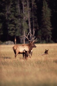 Successful elk hunters enjoy dining on the meat.