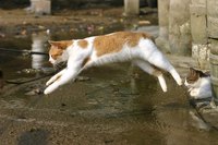 Natural pain relievers can put the spring back in Kitty's step.