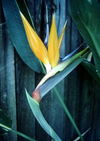 To thrive, birds of paradise must be planted in specific hardiness zones.