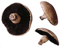 Fresh Portobello mushrooms should smell pleasantly earthy.